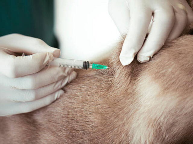 Bonito imuniza 7.597 animais e ultrapassa meta da Campanha Antirrábica