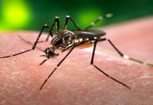 Boletim aponta casos de chikungunya e dengue em Bonito e alerta para prevenção