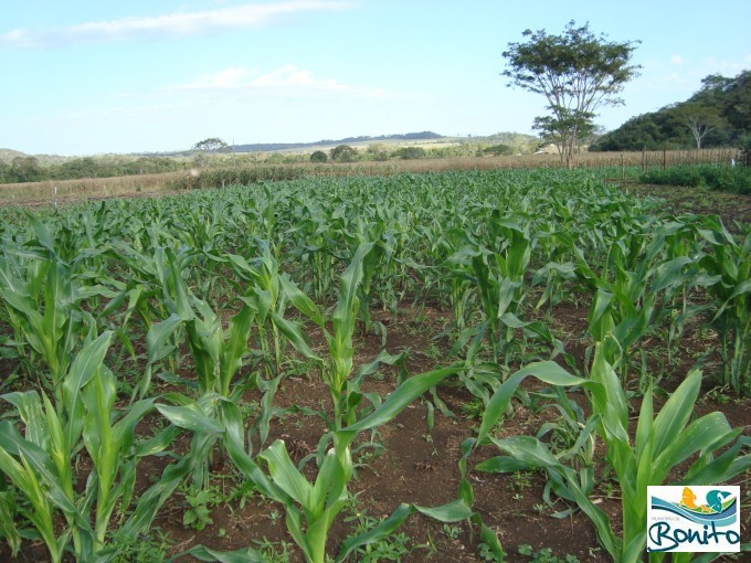 Produtor de hortaliças recebe visita da SEPRODES Produtor de hortaliças recebe visita da SEPRODES