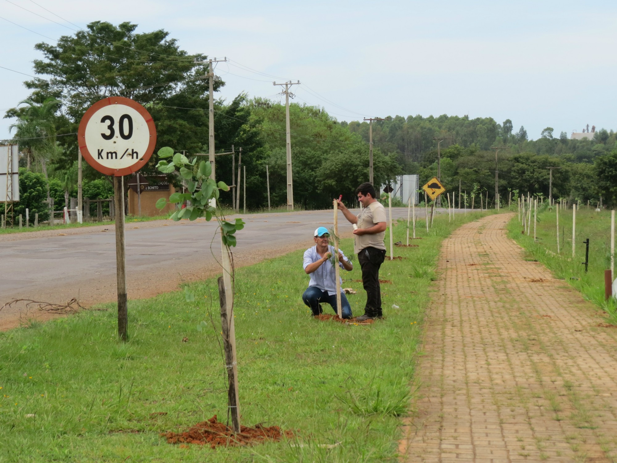 Vandalismo prejudica arborização urbana no município de Bonito