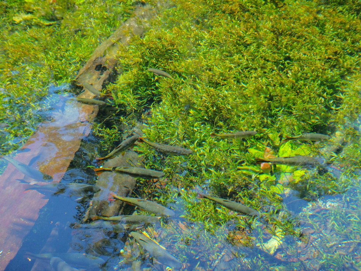 SEMA de Bonito realiza coleta de sementes de espécies nativas