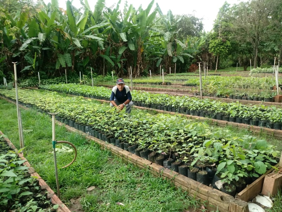 SEMA distribui frutas produzidas no Viveiro de Mudas Nativas de Bonito