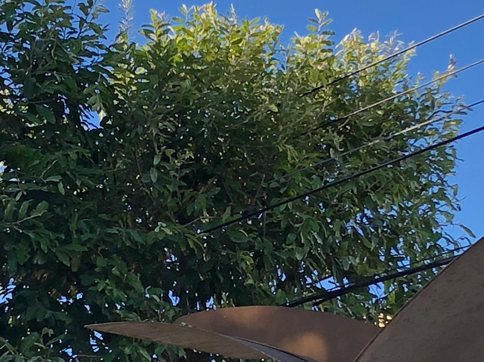 Meio Ambiente e Energisa realizam poda radical das árvores