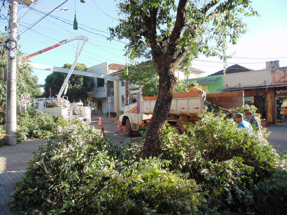 Meio Ambiente e Energisa realizam poda radical das árvores