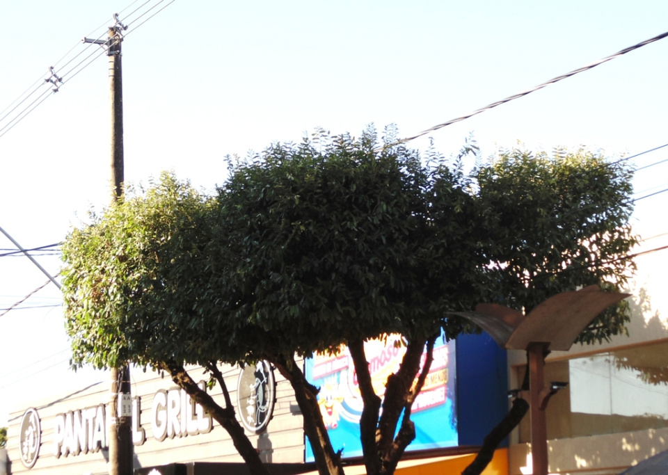 Meio Ambiente e Energisa realizam poda radical das árvores