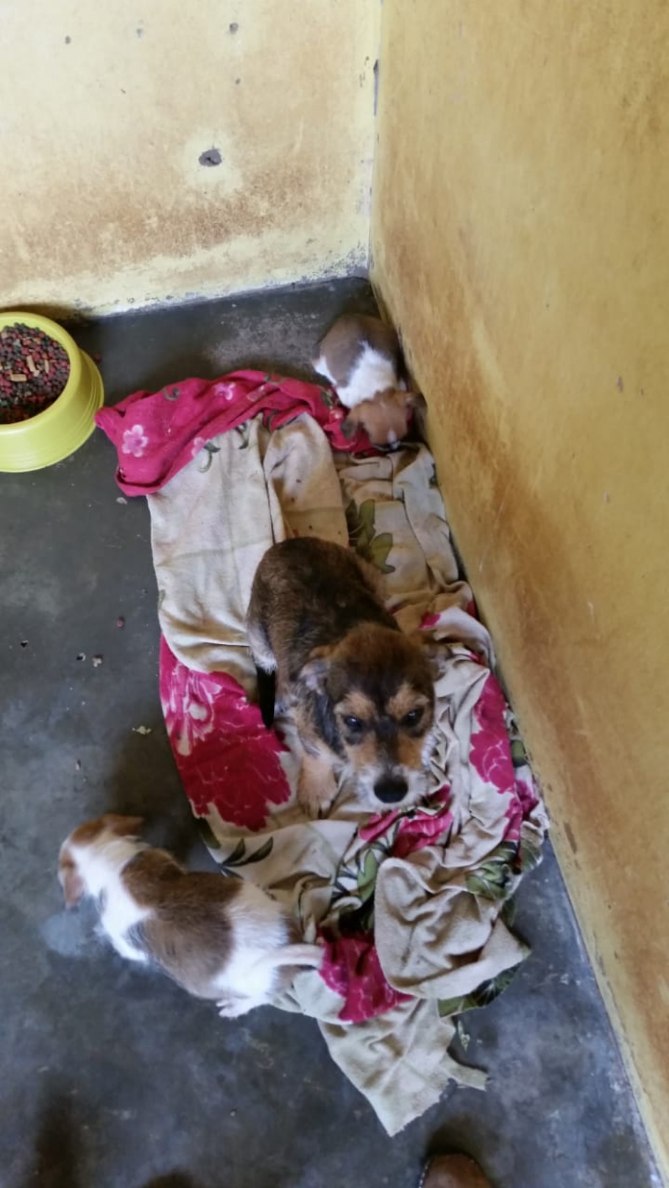 CCZ de Bonito disponibiliza 10 cães para adoção