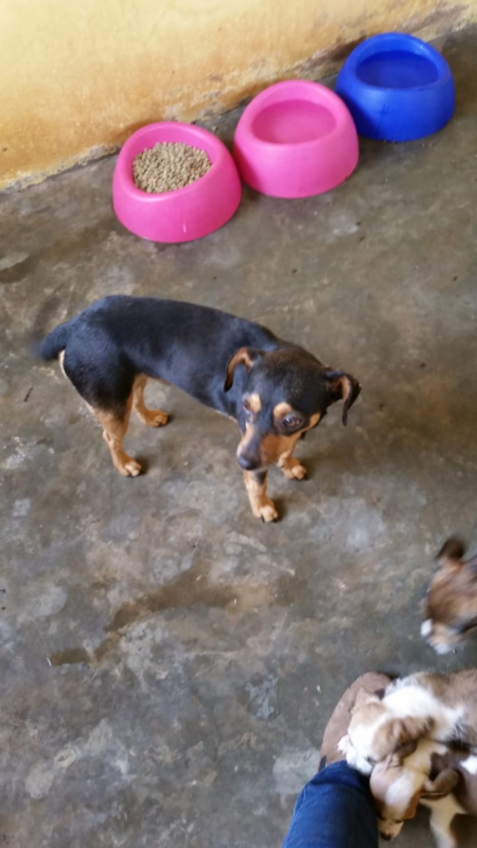 CCZ de Bonito disponibiliza 10 cães para adoção