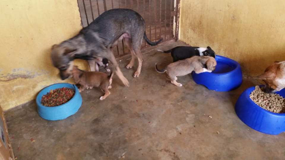 CCZ de Bonito disponibiliza 10 cães para adoção