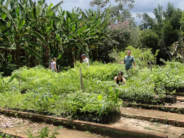 SEMA: Doação de mudas de árvores