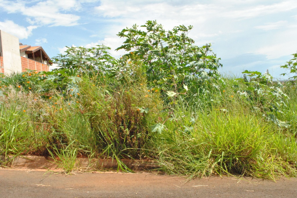 Multa por não limpar o terreno é de R$ 5.864,00 (cinco mil oitocentos e sessenta e quatro reais). Foto: Divulgação