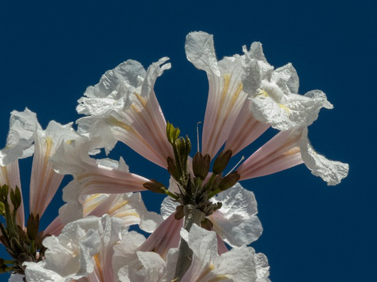 Fonte: http://noticias.uol.com.br/voce-manda/2013/09/19/flores-e-plantas.htm