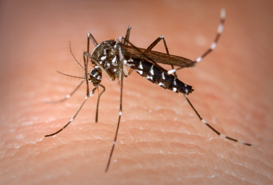 Secretaria divulga números oficiais de notificações de dengue Maior número de casos notificados está na Vila Donárial. Foto arquivo
