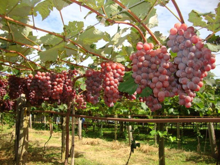 Agraer e Seprodes incentivam produção de uva em Bonito