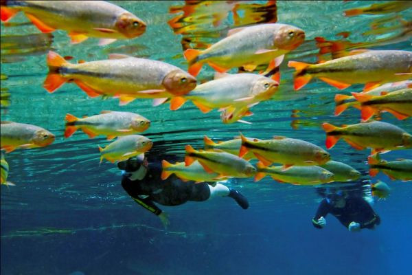TV japonesa NHK grava programa sobre as águas de Bonito