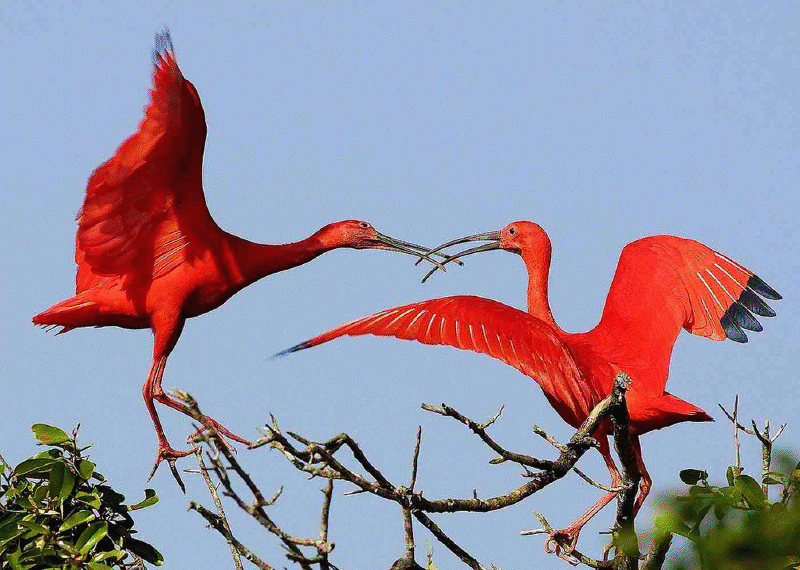 Bonito terá Oficina de Observação de Aves nesta semana