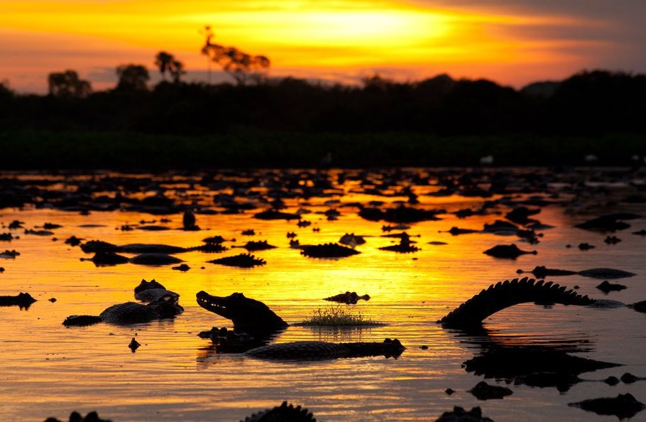 Livro Histórias de Viagens pelo Pantanal será lançado hoje