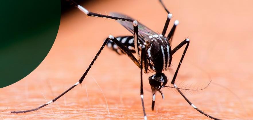 Mosquito transmite quatro tipos diferentes de vírus. Foto ilustrativa