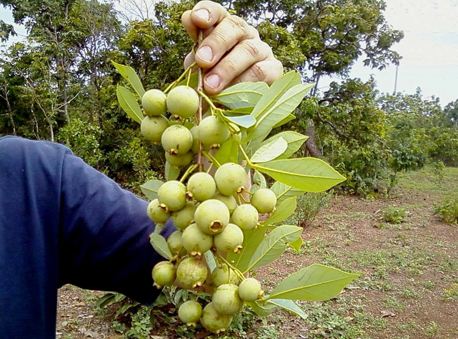 Bonito terá Audiência Pública sobre preservação dos guavirais