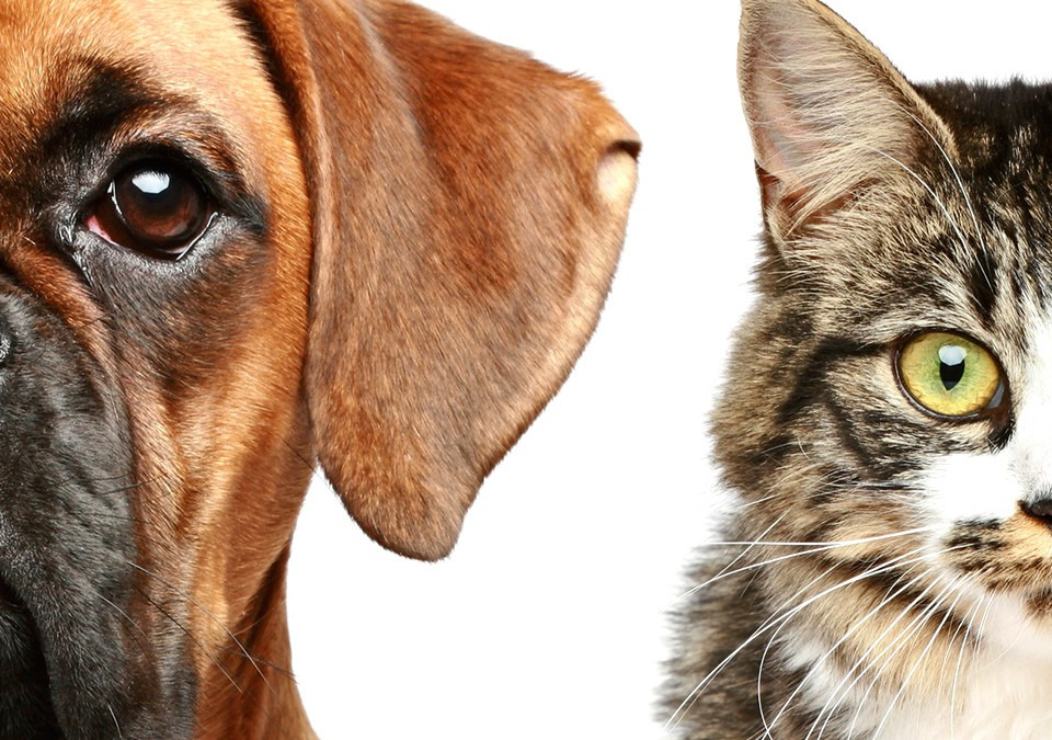 Vacinação contra raiva em cães e gatos será neste sábado
