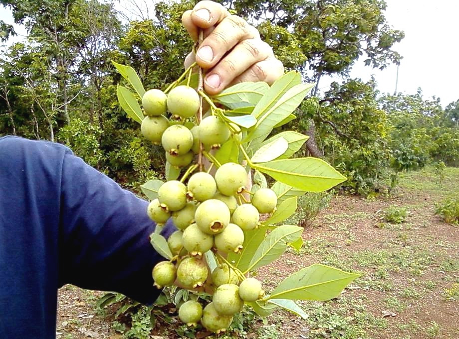 4ª Edição do Cata Guavira será realizada no dia 2 de dezembro