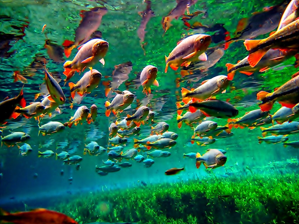 MS deve sediar maior evento de ecoturismo da América Latina MS deve sediar maior evento de ecoturismo da América Latina