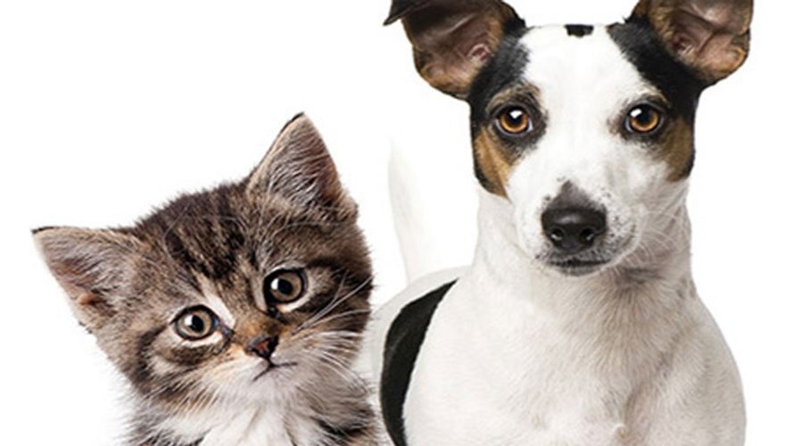 Conselho de Saúde aprova esterilização de animais pelo CCZ