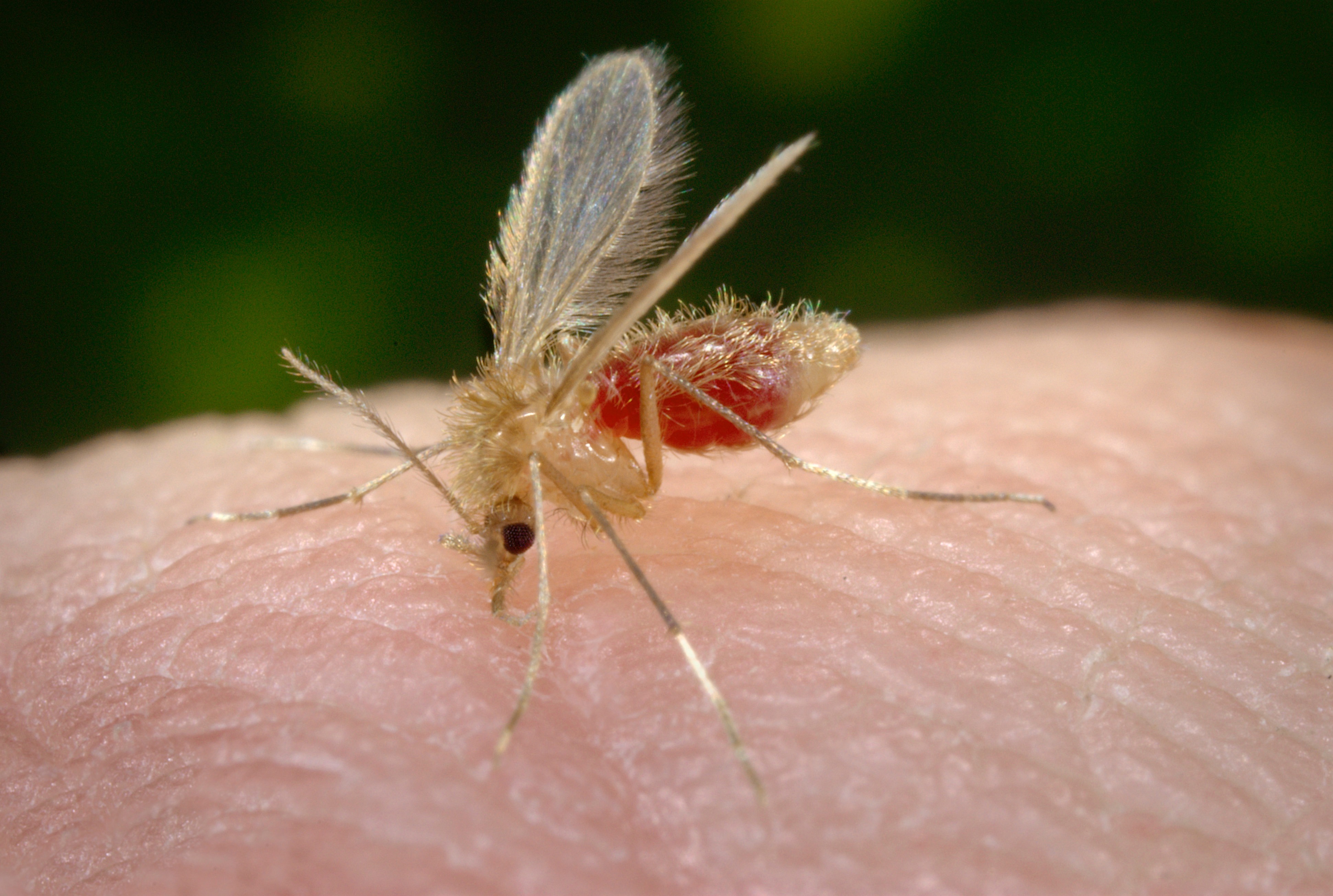 Saúde realiza palestras para prevenção da leishmaniose Inseto é conhecido como mosquito palha, birigüi e palhinha, entre outros nomes. Foto: Divulgação.