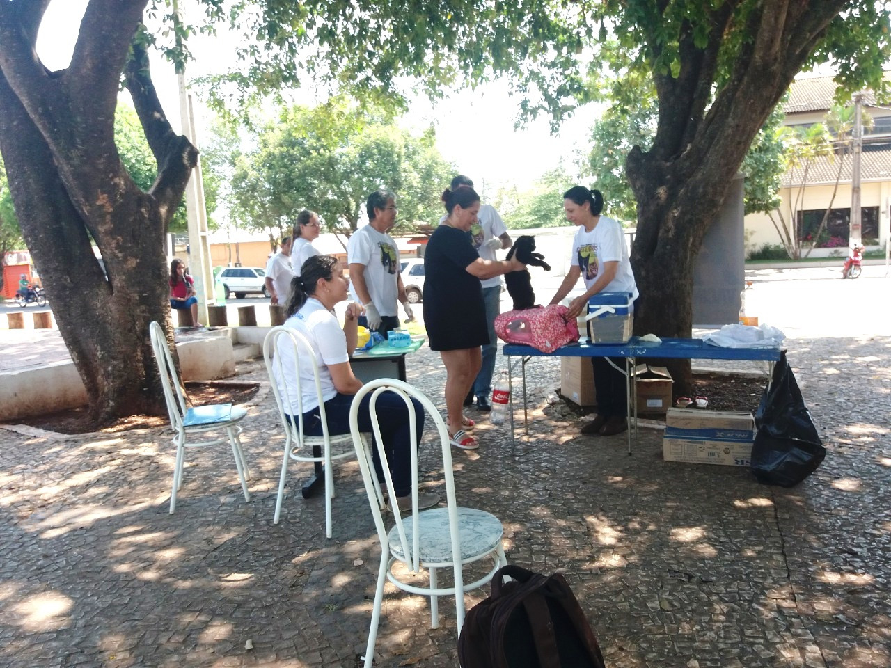 Dia D imunizou 1.238 animais de estimação em Bonito