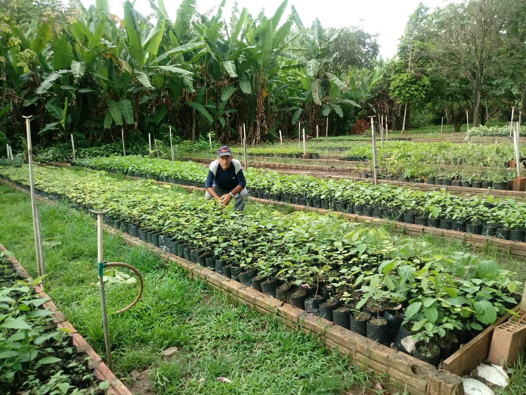 SEMA distribui frutas produzidas no Viveiro de Mudas Nativas de Bonito