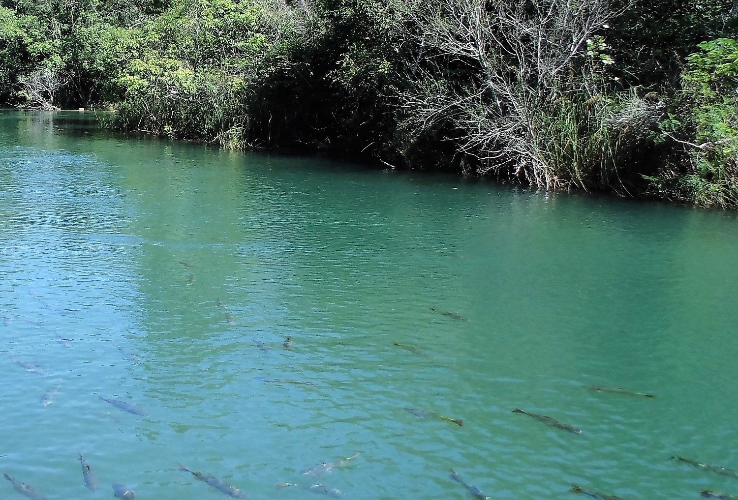 Utilização ilegal das águas do Rio Formoso está sendo investigada em inquérito civil aberto pelo promotor Alexandre Estuqui Junior. Foto: Boni