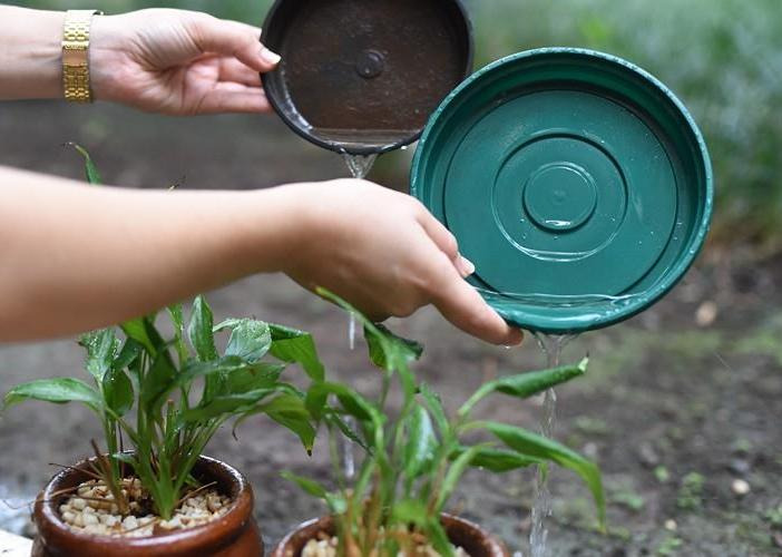 Uma das medidas é encher de areia ou terra os pratinhos de vasos de planta (Foto: Divulgação) 