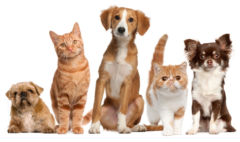 Simpósio vai debater também maus-tratos aos animais. Foto ilustrativa. 