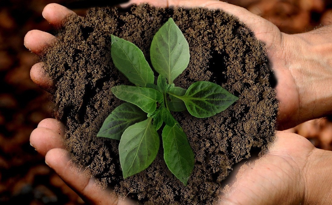 Dia Mundial do Meio Ambiente é comemorado no dia 5 de junho (quarta-feira). Foto ilustrativa (PIXABAY)