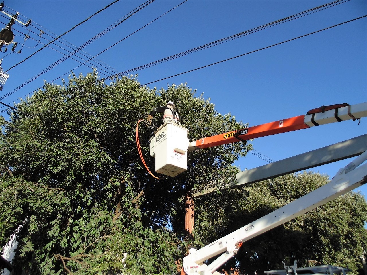 Trabalho está sendo realizado em parceria com a Energisa. Foto: PMB