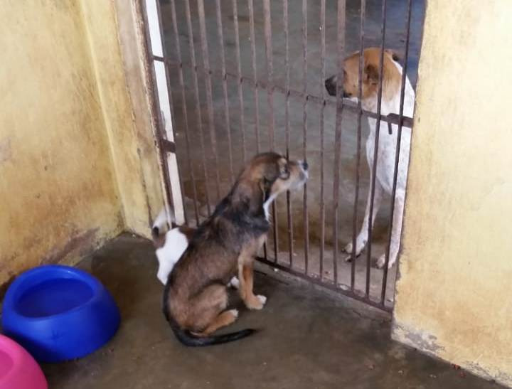 Existem no momento 10 cães para adoção no CCZ. Foto: Divulgação