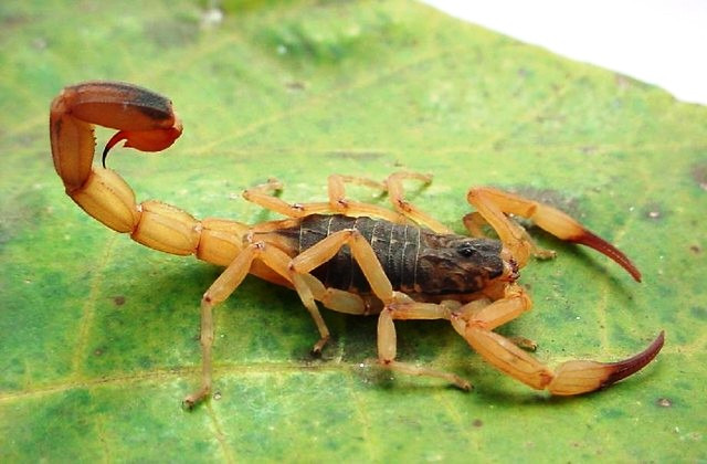 Saúde alerta sobre perigo de acidentes com escorpiões O