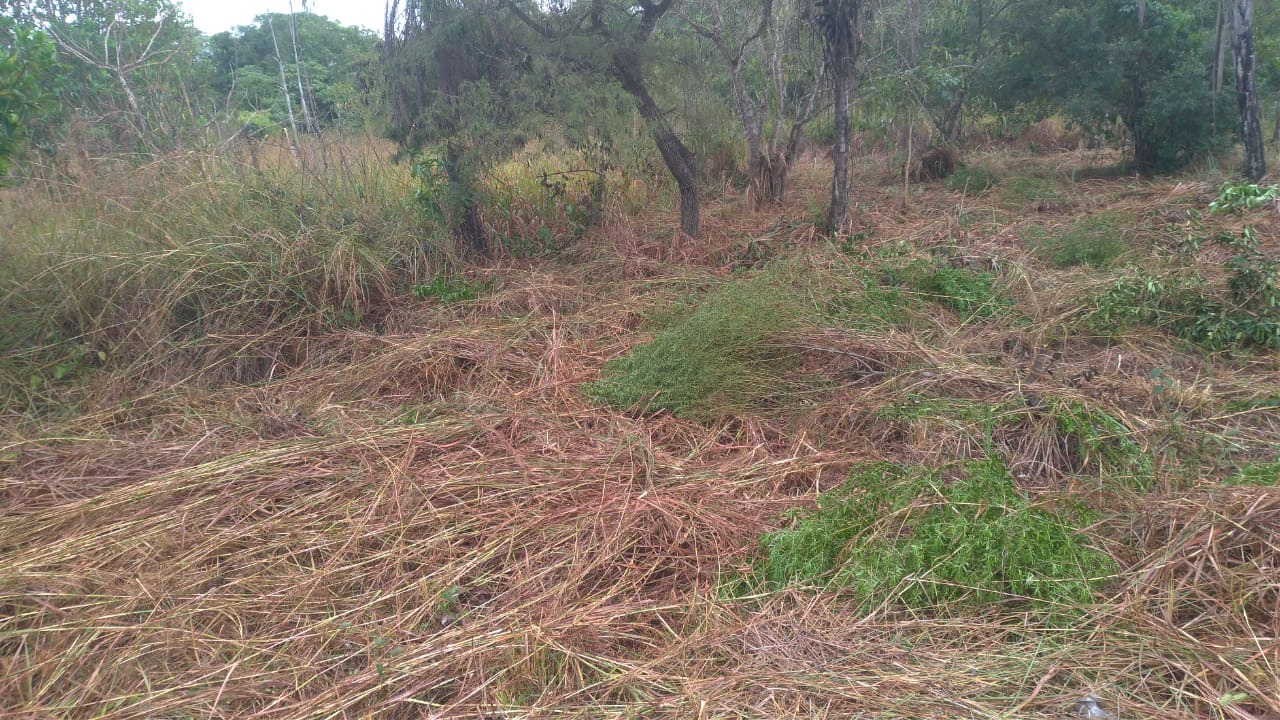 Vigilância já notificou 680 proprietários para limpeza de terrenos em 2020 Vigilância já notificou 680 proprietários para limpeza de terrenos em 2020