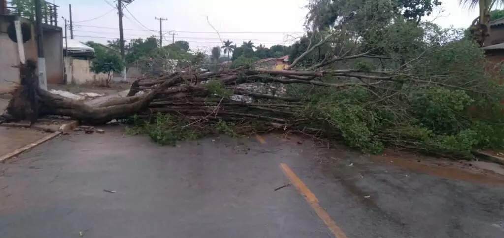 Chuva forte derruba árvores em Bonito durante a madrugada