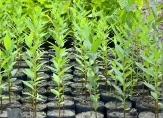 Retrospectiva 2025 – Meio Ambiente: avanços na gestão e conservação Category Template 1