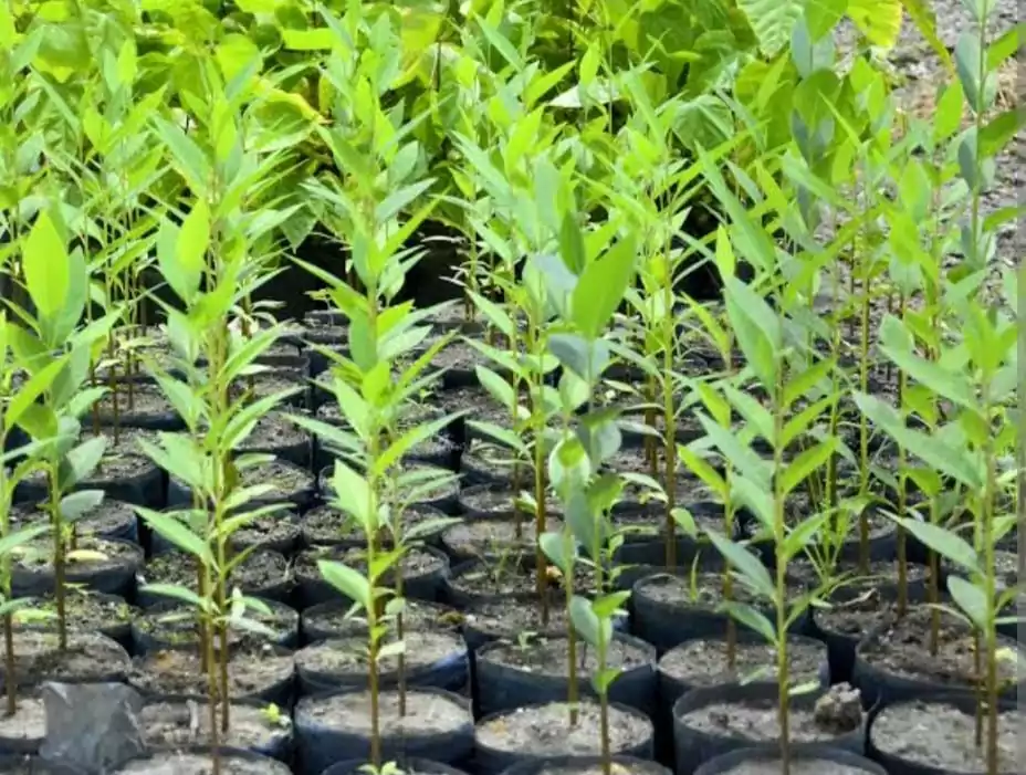 Retrospectiva 2025 – Meio Ambiente: avanços na gestão e conservação Retrospectiva 2025 – Meio Ambiente: avanços na gestão e conservação