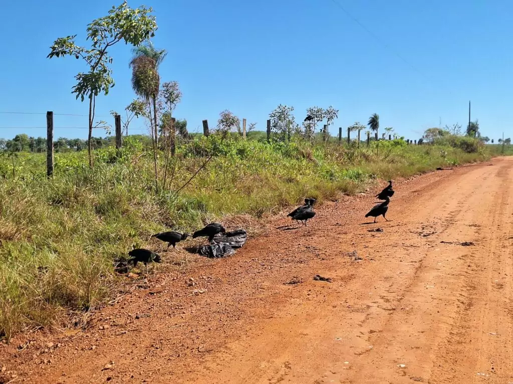 Prefeitura reforça fiscalização contra descarte irregular de lixo e restos de animais na Estrada do Quati