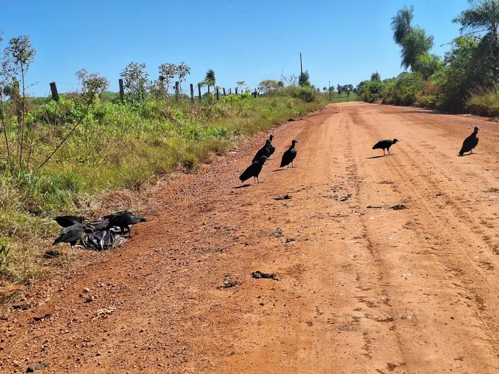Prefeitura reforça fiscalização contra descarte irregular de lixo e restos de animais na Estrada do Quati
