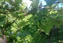 Horta modelo, assistência técnica e maquinário: SEPRODES reforça apoio ao produtor