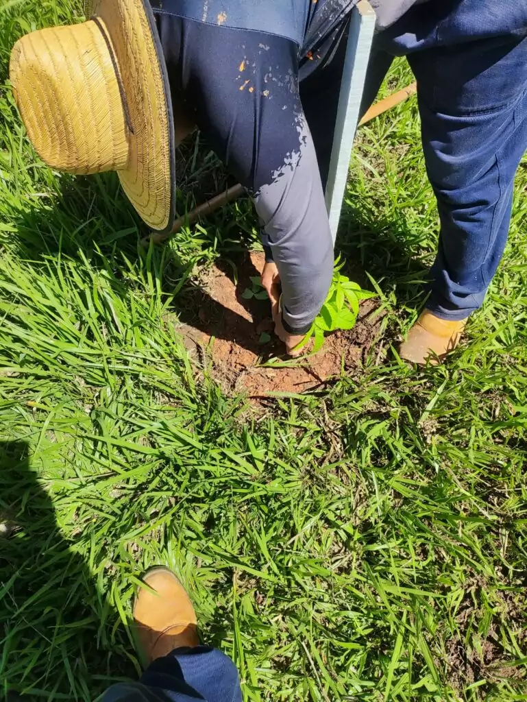 Prefeitura de Bonito realiza replantio de árvores vandalizadas no acesso ao Balneário Municipal Prefeitura de Bonito realiza replantio de árvores vandalizadas no acesso ao Balneário Municipal