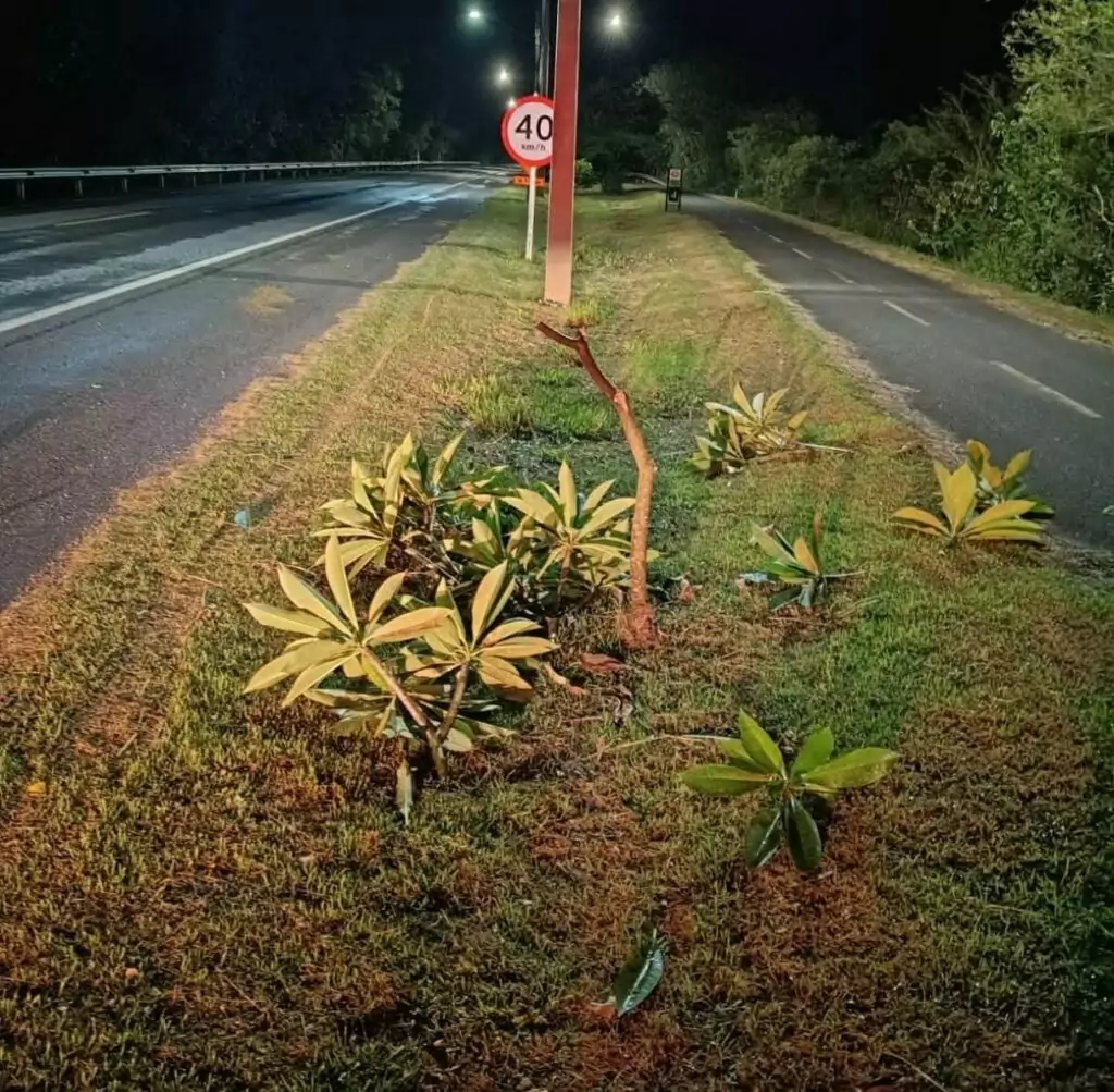 Guarda Municipal de Bonito apreende jovens após ato de vandalismo em canteiro da rodovia que liga ao Balneário Municipal