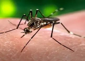 Boletim aponta casos de chikungunya e dengue em Bonito e alerta para prevenção Category Template 1