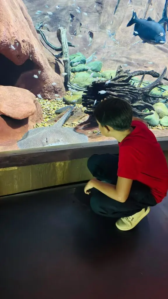 Alunos vencedores do Concurso de Desenhos 2025 visitam o Bioparque Pantanal Alunos vencedores do Concurso de Desenhos 2025 visitam o Bioparque Pantanal